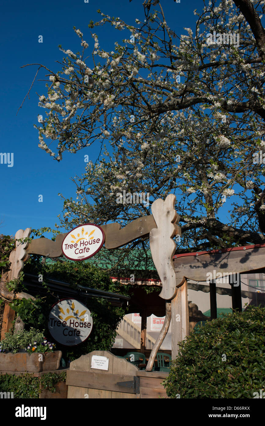 Il famoso Albero di casa Cafe di Gange Saltspring Island in Canada Foto Stock