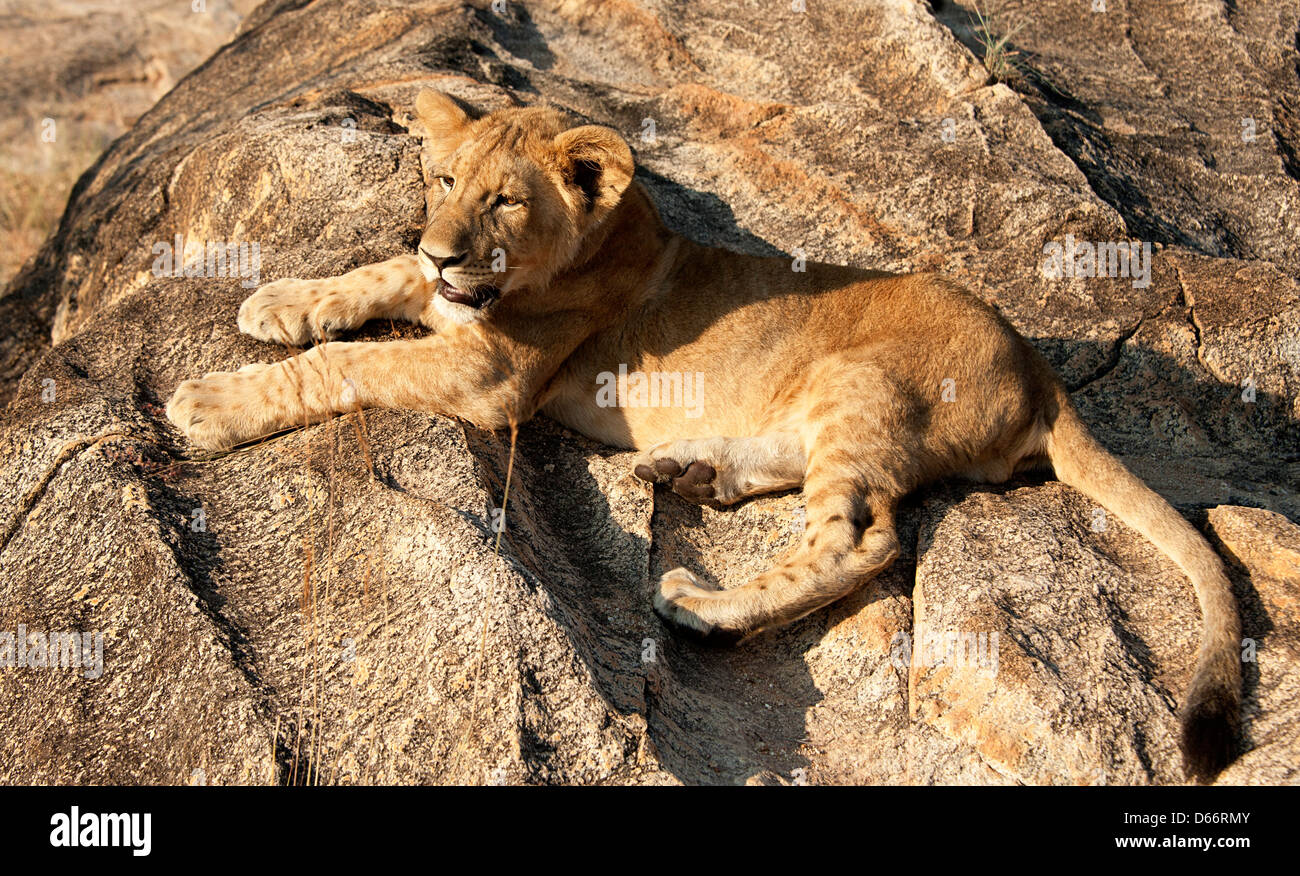 Lion cub in appoggio sulle rocce al sole. Antelope Park, Zimbabwe Africa Foto Stock
