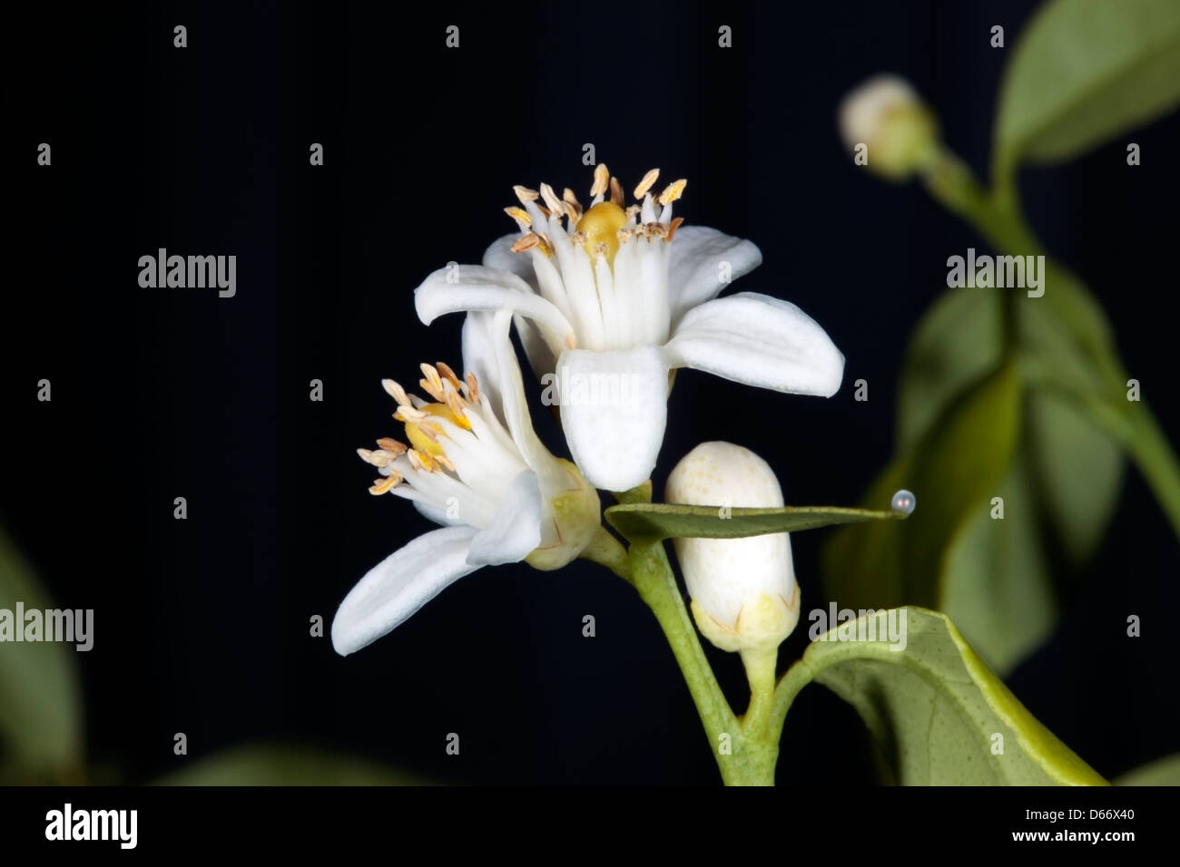 Close-up di fiori Tahitian Tiglio fiore-dettagli del pistillo e stami-insetto uovo sulla foglia- Tilia latifolia -Famiglia delle Tiliaceae Foto Stock