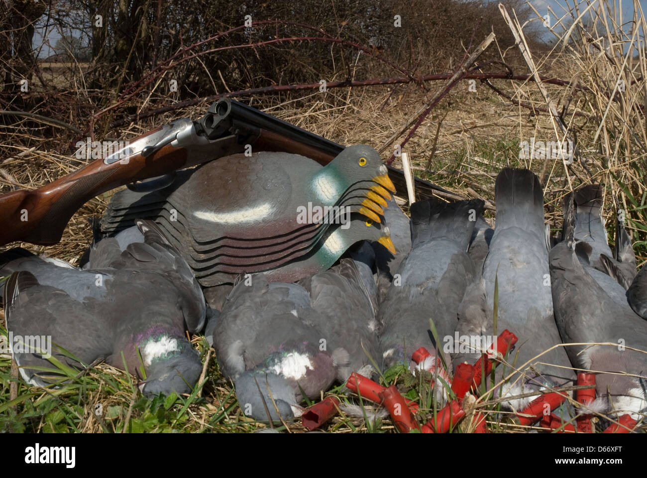 Borsa del Legno-piccioni (Columba palumbus) con Decoy e foro 28 fucile da caccia Foto Stock