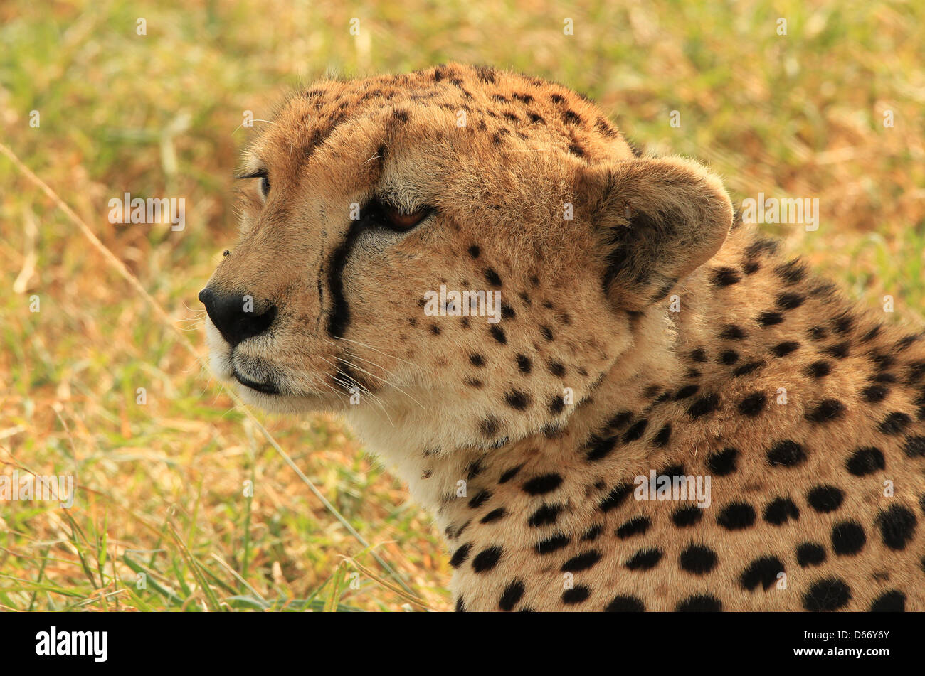 Close-up di un ghepardo (Acinonyx jubatus) giacenti in erba, il Masai Mara, Kenya Foto Stock