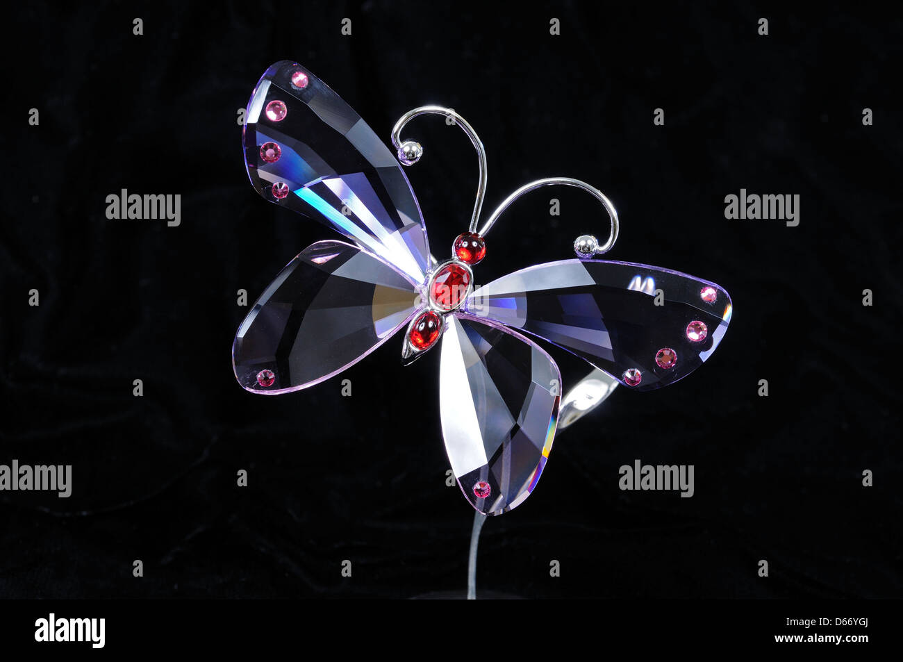 Farfalla di cristallo contro uno sfondo nero Foto stock - Alamy