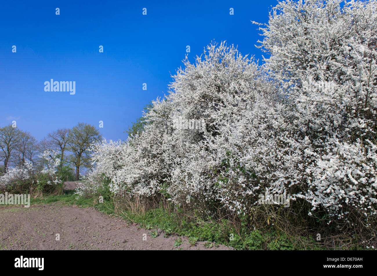 Blooming prugnolo hedge (Prunus spinosa, Oldenburger Münsterland, Bassa Sassonia, Germania Foto Stock