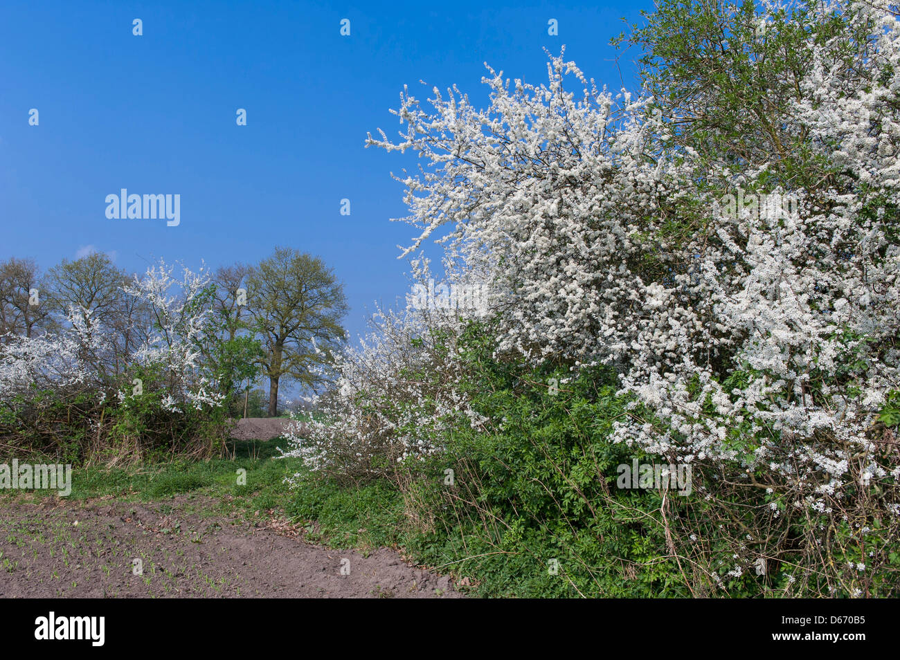 Blooming prugnolo hedge (Prunus spinosa, Oldenburger Münsterland, Bassa Sassonia, Germania Foto Stock