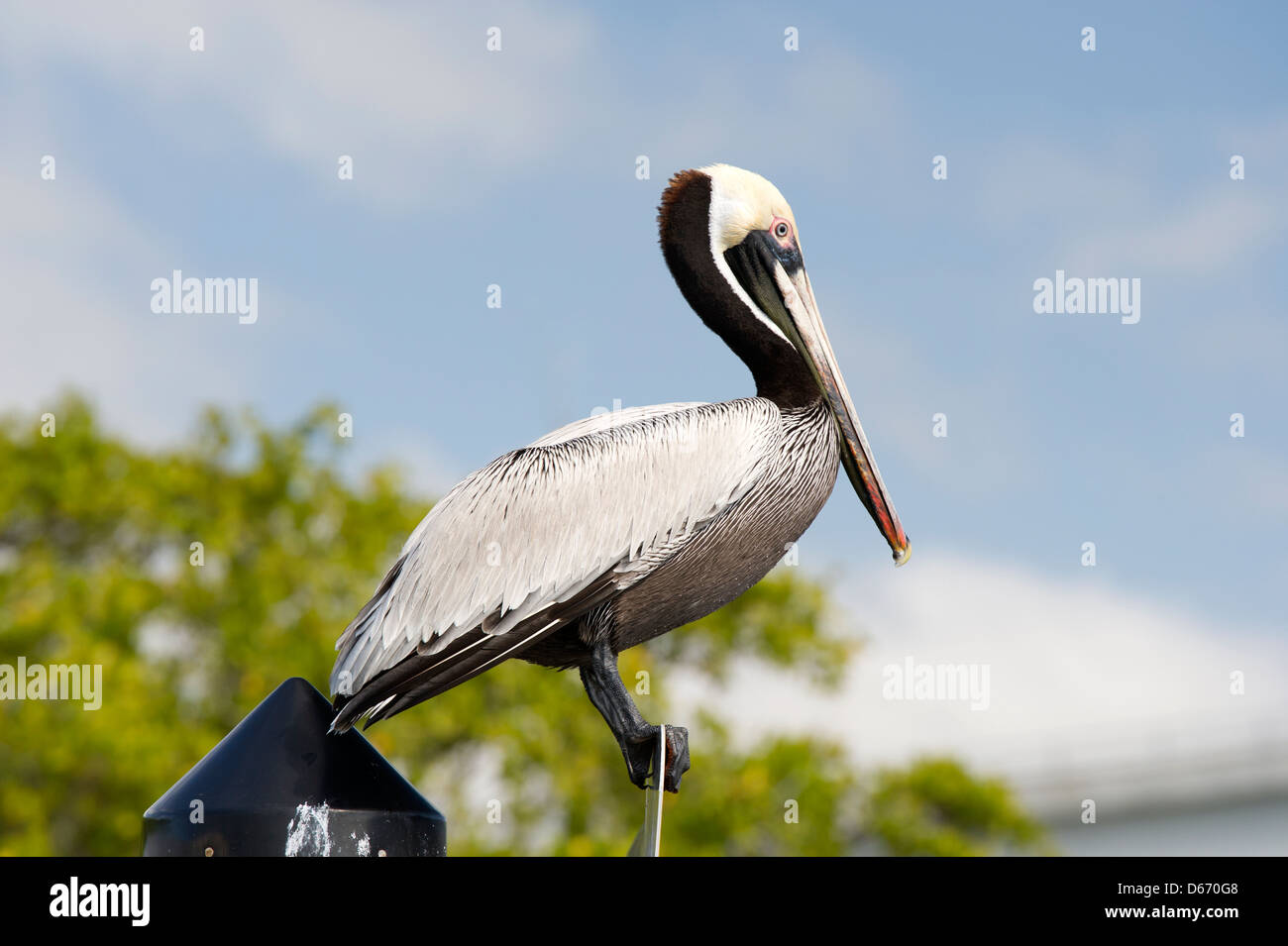 Pellicano marrone (Pelecanus occidentalis) seduto su un segno in Indian River, Vero Beach Foto Stock