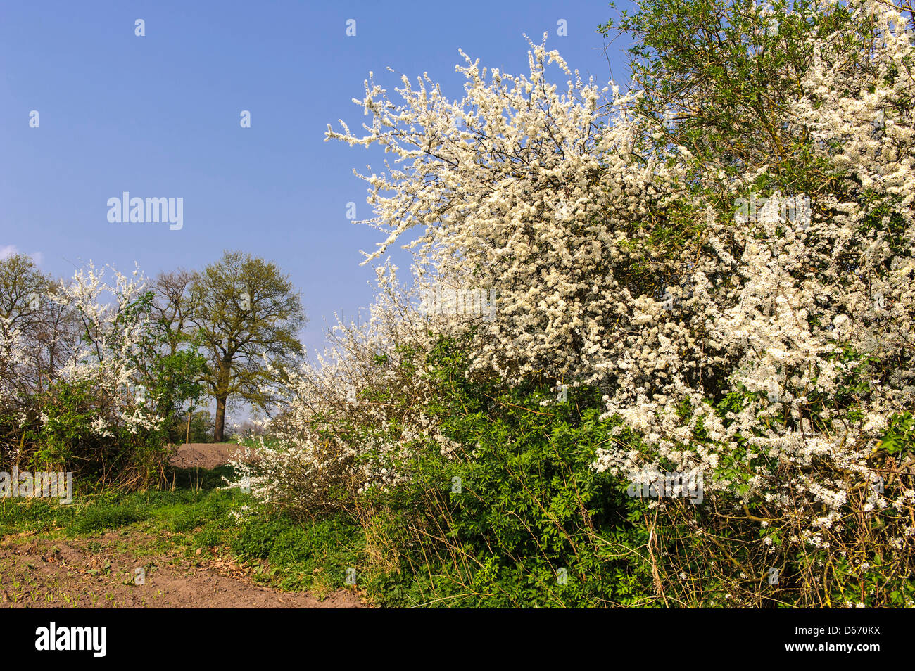 Blooming prugnolo hedge (Prunus spinosa, Oldenburger Münsterland, Bassa Sassonia, Germania Foto Stock