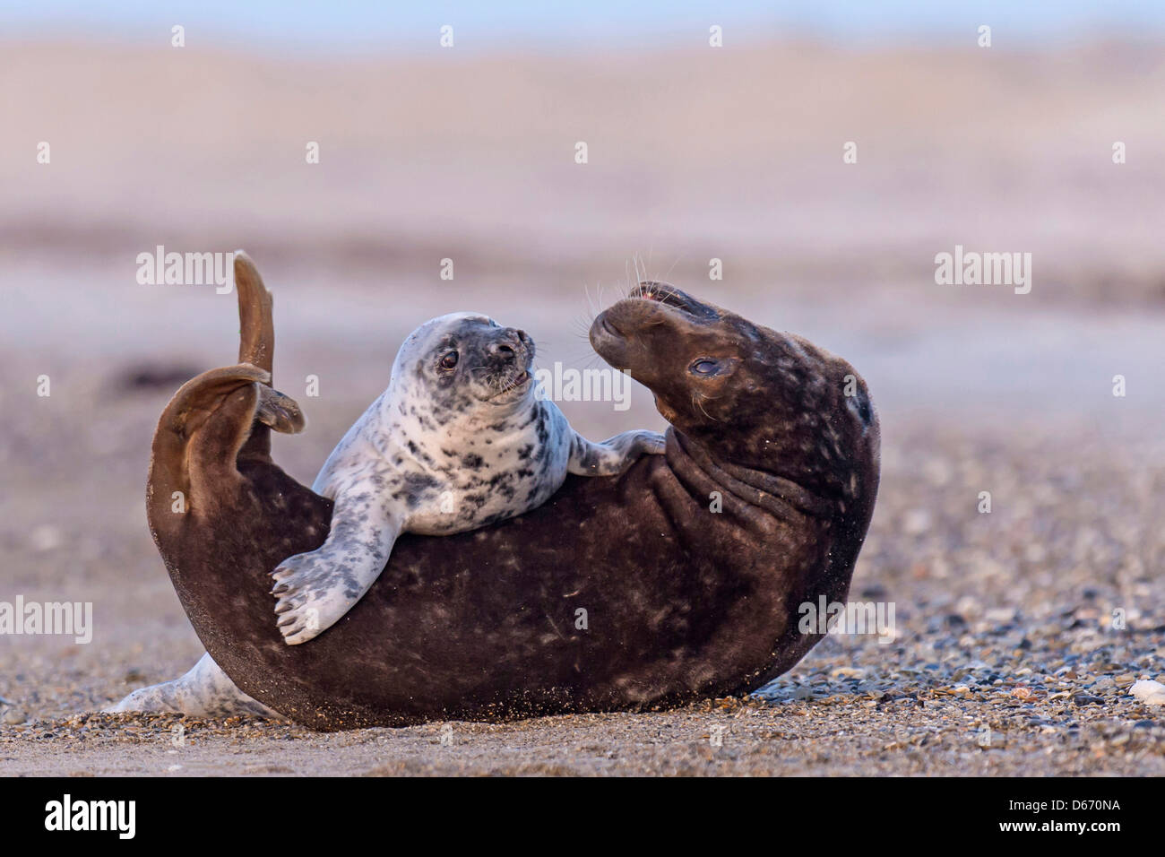 Guarnizione grigio, Halichoerus grypus, helgoland, mare del Nord Foto Stock