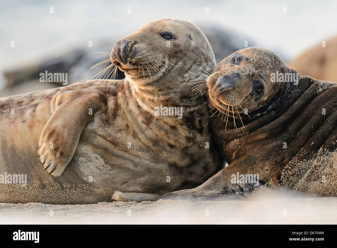 Guarnizione grigio, Halichoerus grypus, helgoland, mare del Nord Foto Stock