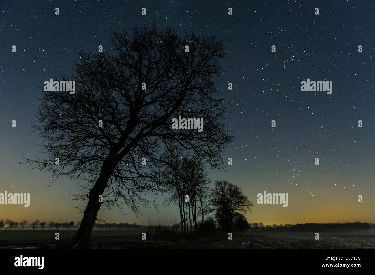 Cielo stellato con alberi, Bassa Sassonia, Germania Foto Stock