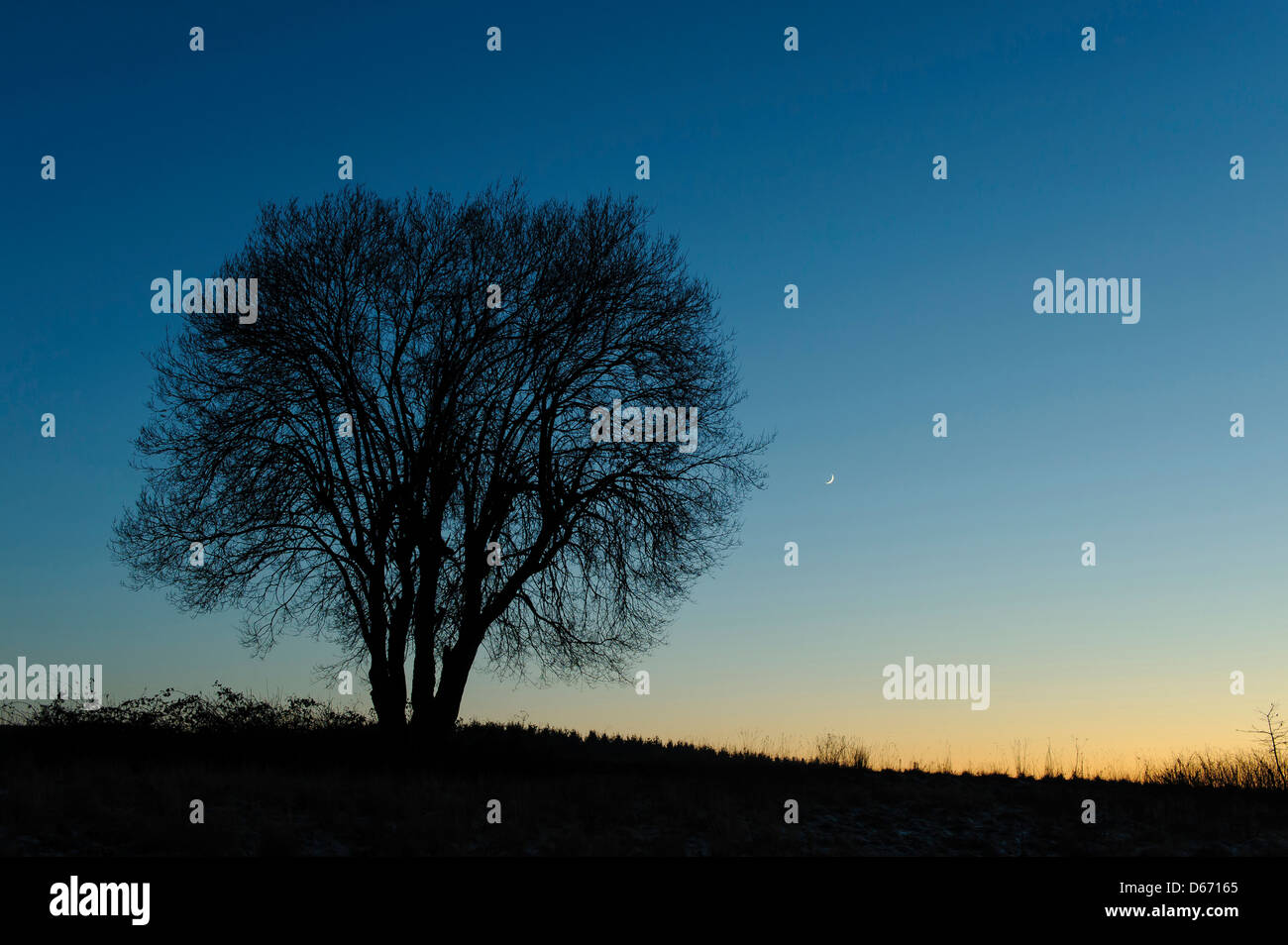 Luna e un singolo albero, Bassa Sassonia, Germania Foto Stock