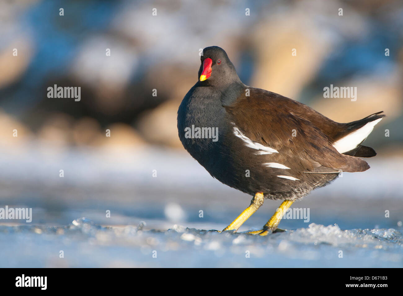 Comune, moorhen gallinula chloropus Foto Stock