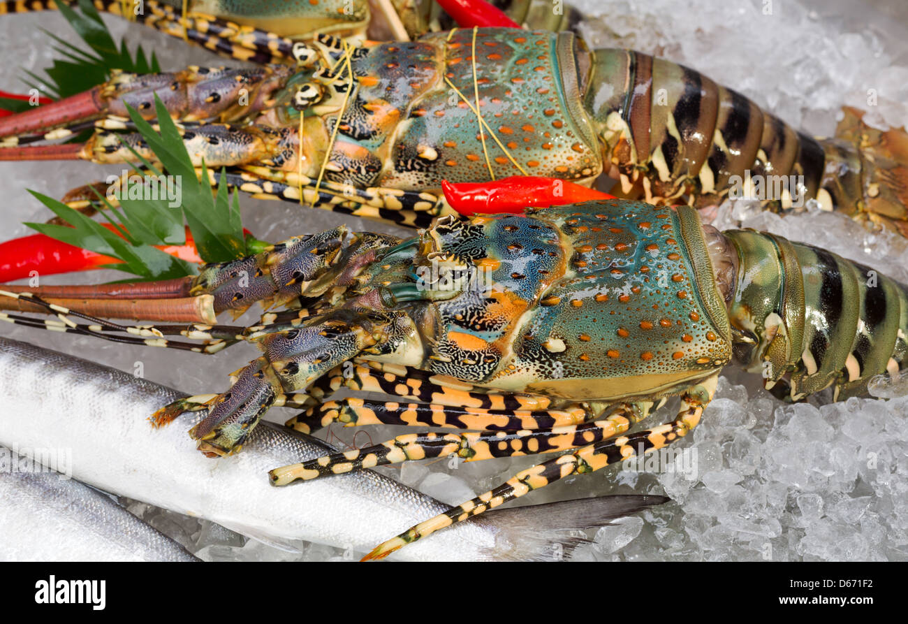 Aragosta fresca su ghiaccio con carte di peperoncino Foto Stock