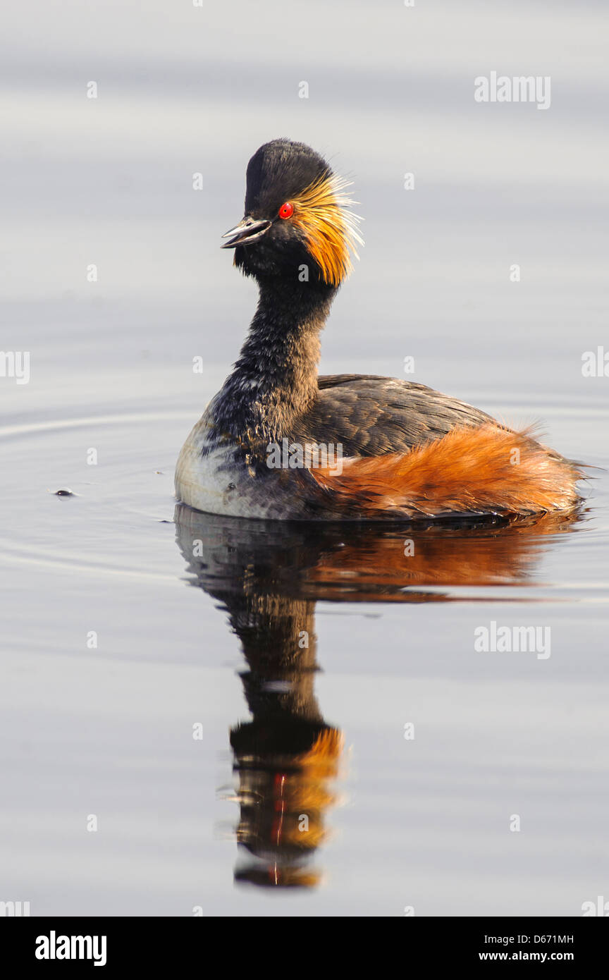 Nero a collo svasso, podiceps nigricollis Foto Stock