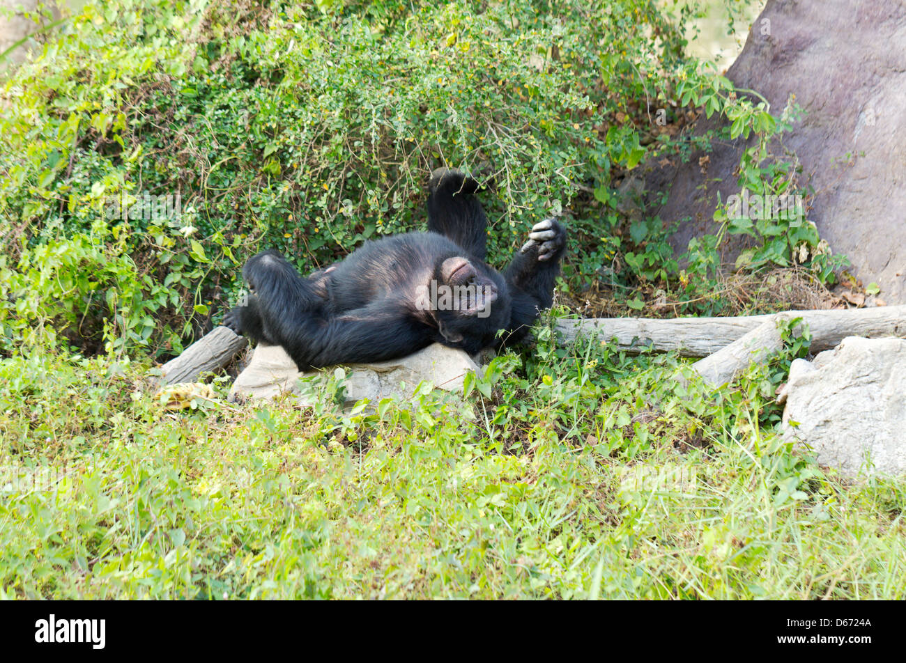 Maschio di scimpanzé sdraiati sull'erba Foto Stock