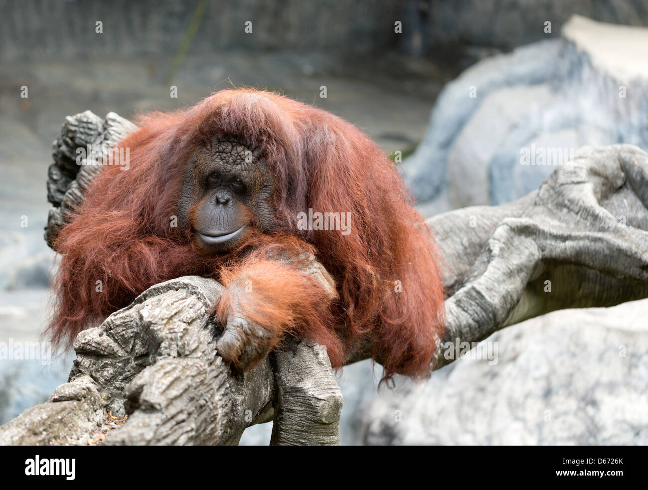 Triste orangutan allo zoo Foto Stock