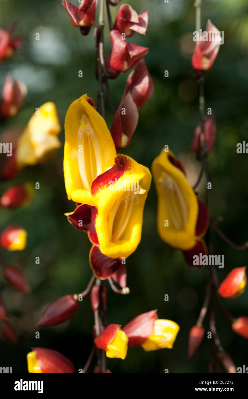 Mysore trumpetvine o clock indiano vine Thunbergia mysorensis, crescendo nella coltivazione in una serra di Surrey, Regno Unito. Marzo. Foto Stock