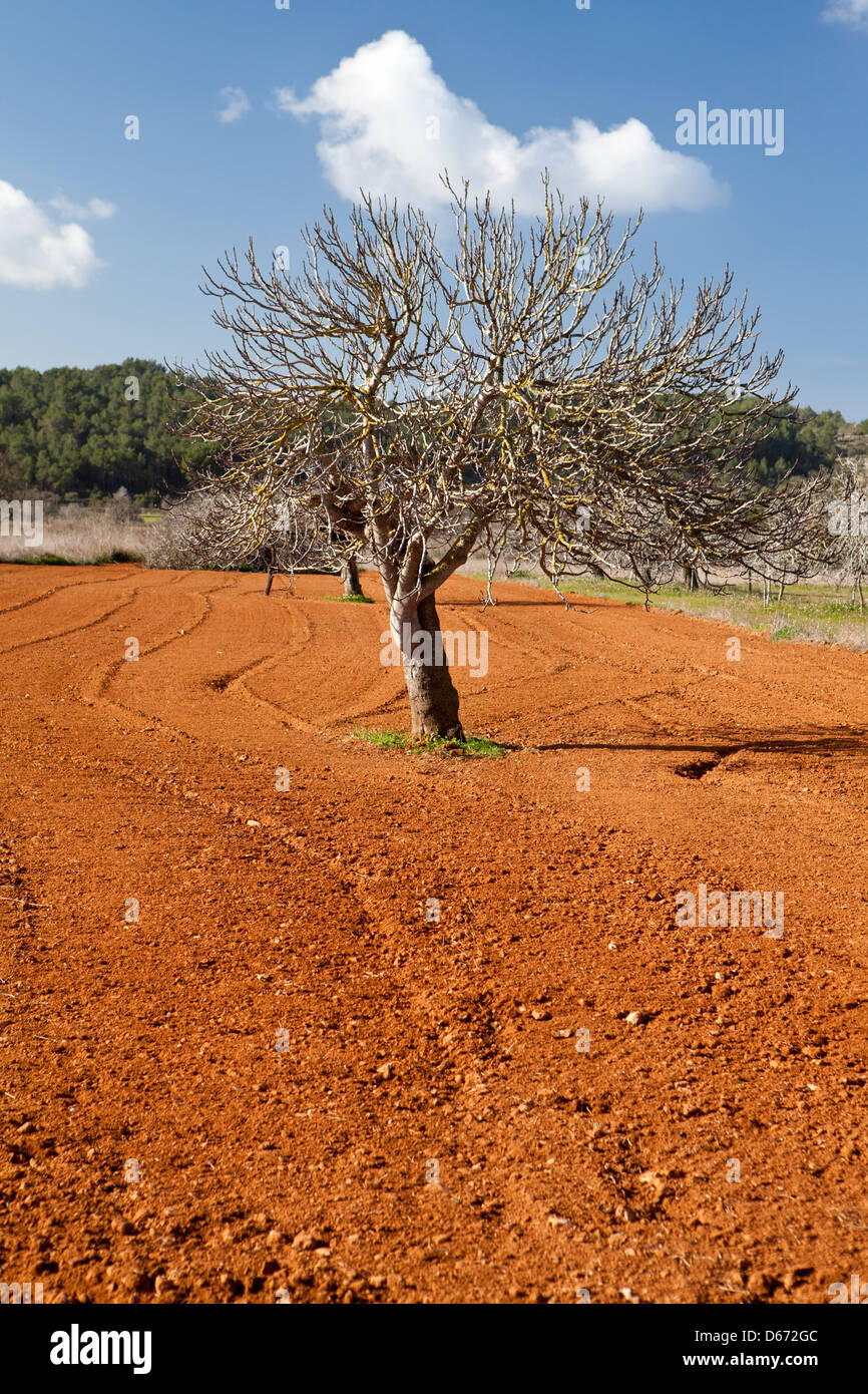 I campi nelle vicinanze di Sant Miquel de Balansat, Ibiza, Illes Balears, Spagna Foto Stock