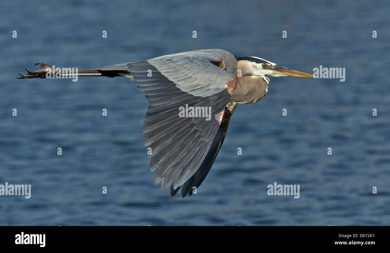 Airone blu battenti fuori dal suo nido a Venezia Rookery, Venezia, Florida Foto Stock