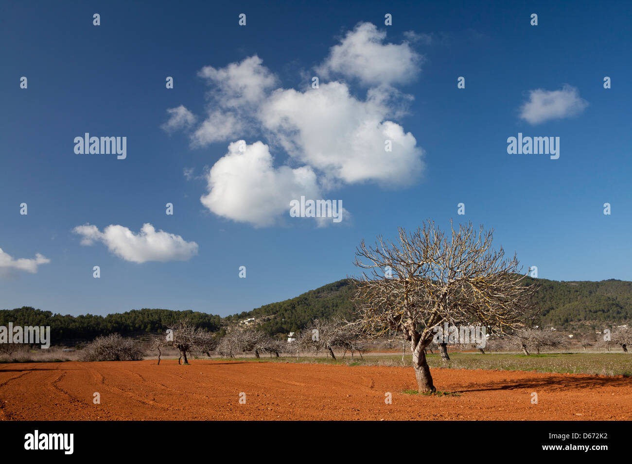 I campi nelle vicinanze di Sant Miquel de Balansat, Ibiza, Illes Balears, Spagna Foto Stock