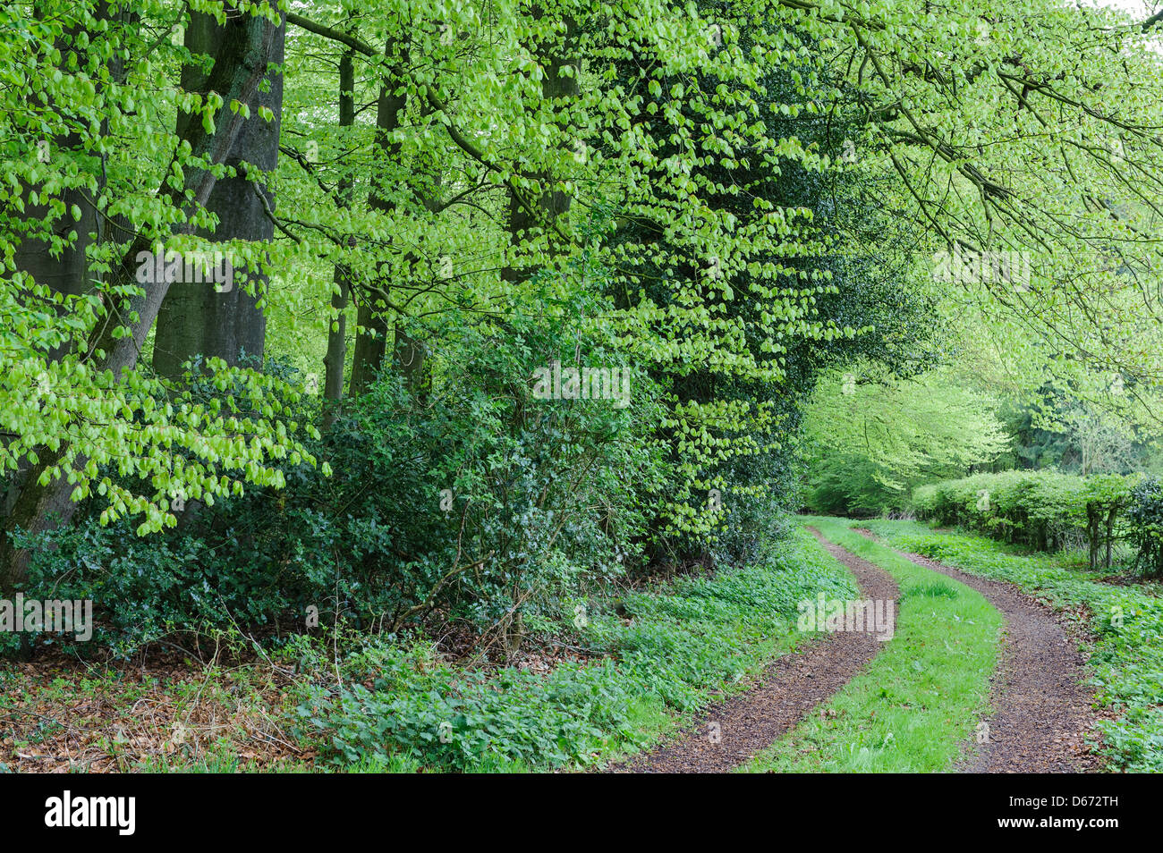 Foresta di faggio, herrenholz, goldenstedt, vechta distretto, Bassa Sassonia, Germania Foto Stock