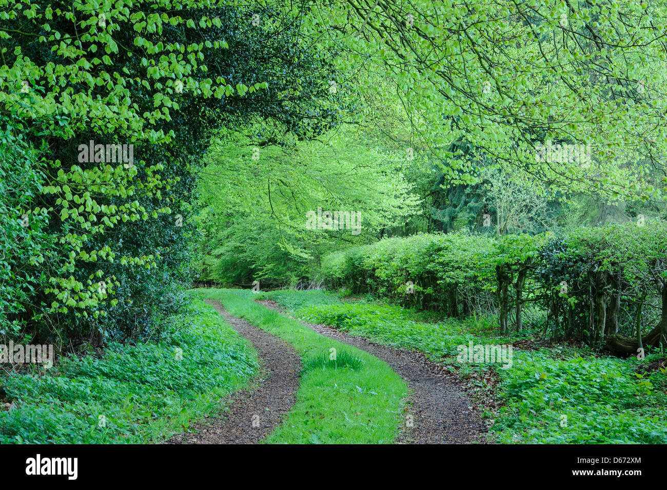 Foresta di faggio, herrenholz, goldenstedt, vechta distretto, Bassa Sassonia, Germania Foto Stock