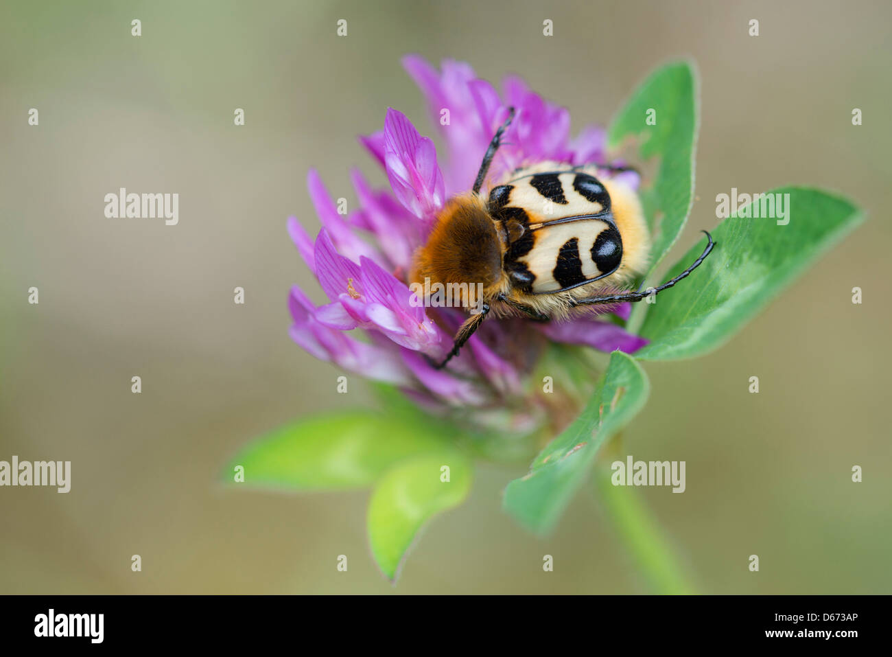 Bee beetle sul fiore di trifoglio, trichius fasciatus Foto Stock