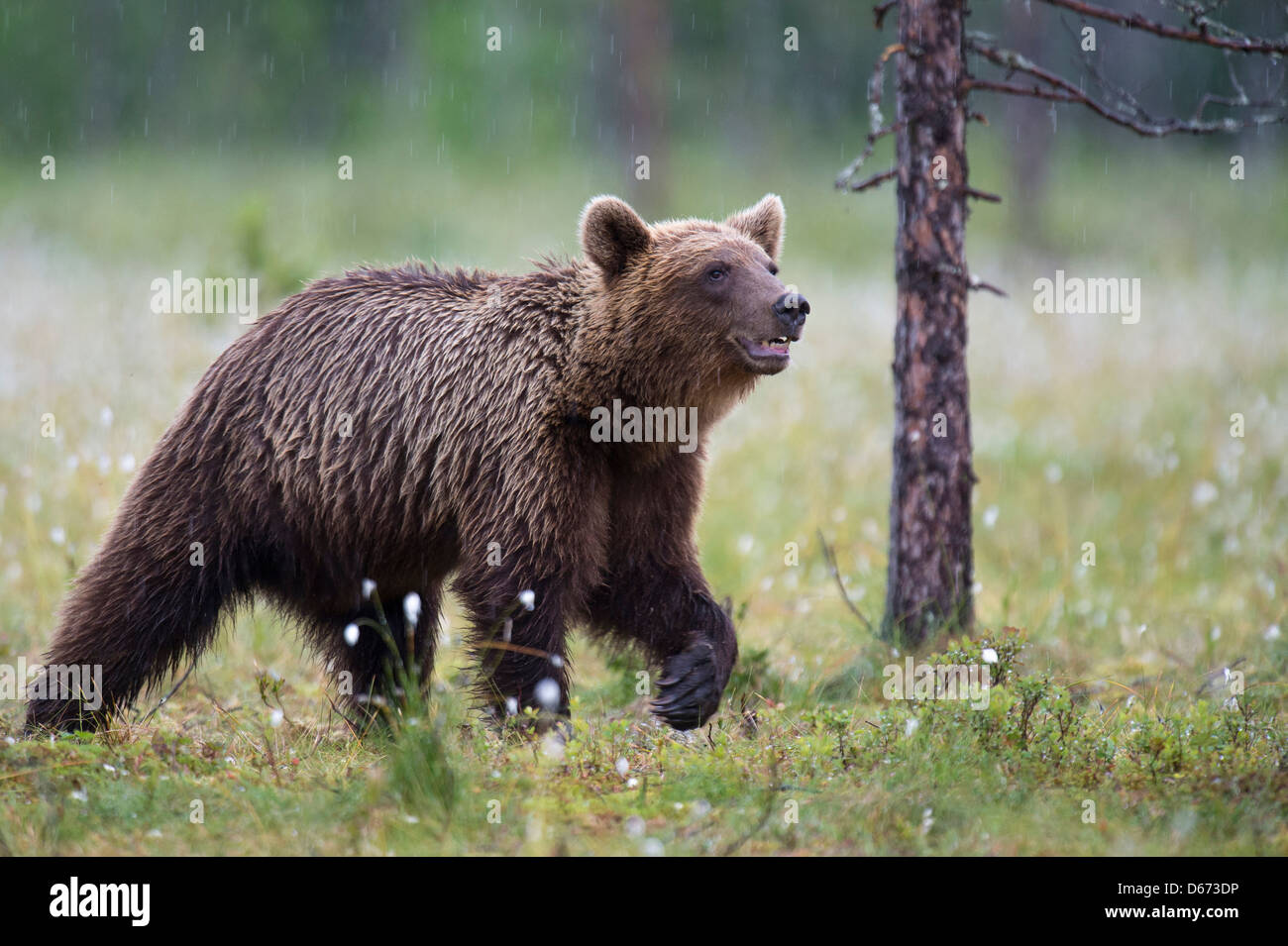 Orso bruno Ursus arctos, Finlandia Foto Stock