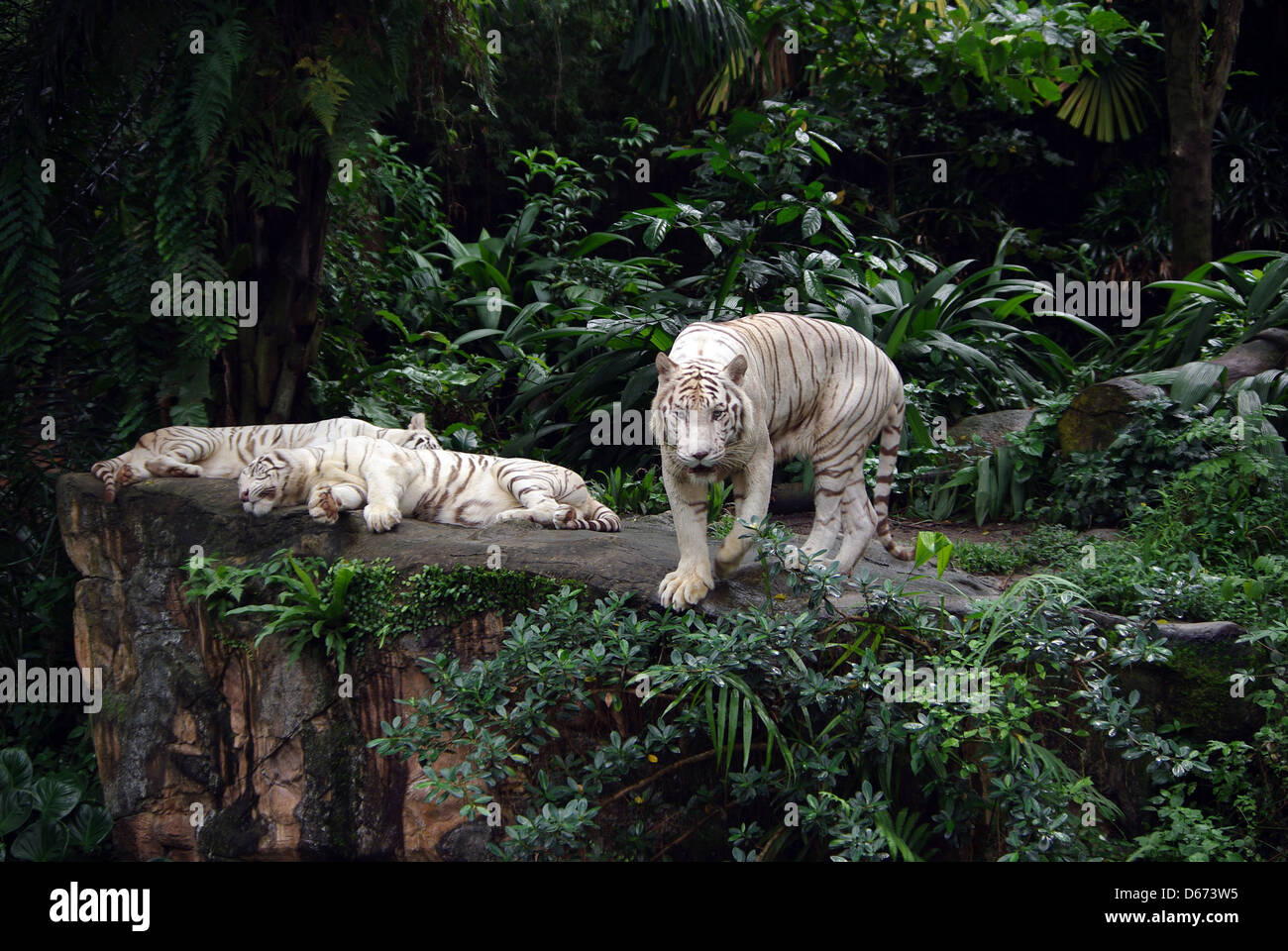 3 tre tigri bianche in Singapore Zoo Foto Stock