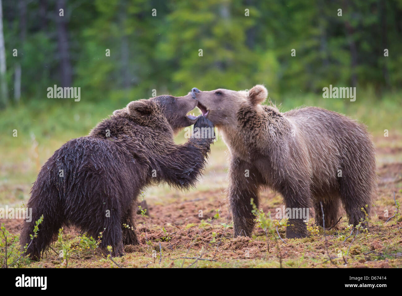 Orso bruno, Ursus arctos, Finlandia Foto Stock