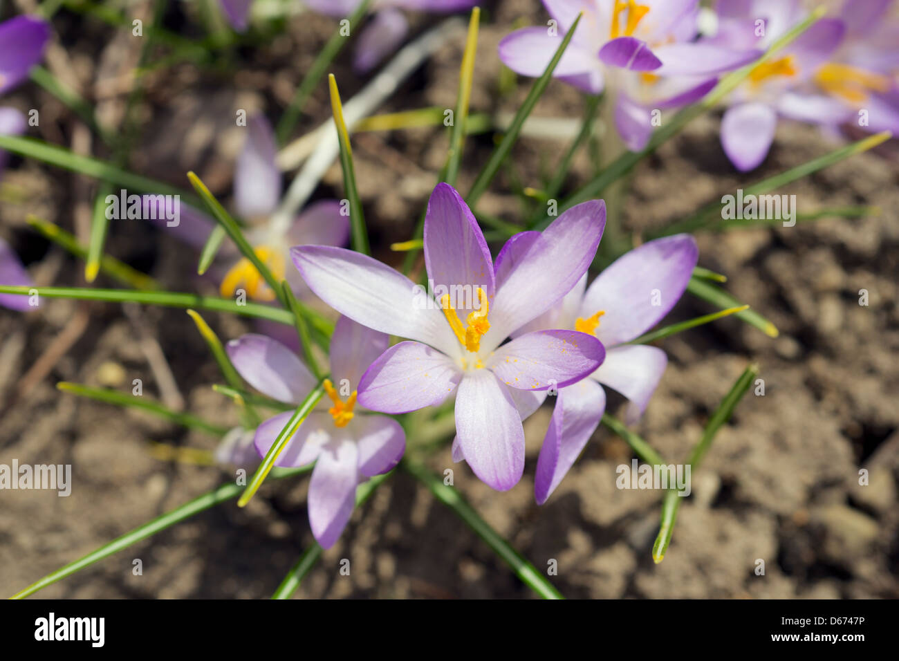 Fioriture di crochi, un segno precoce della molla. Foto Stock