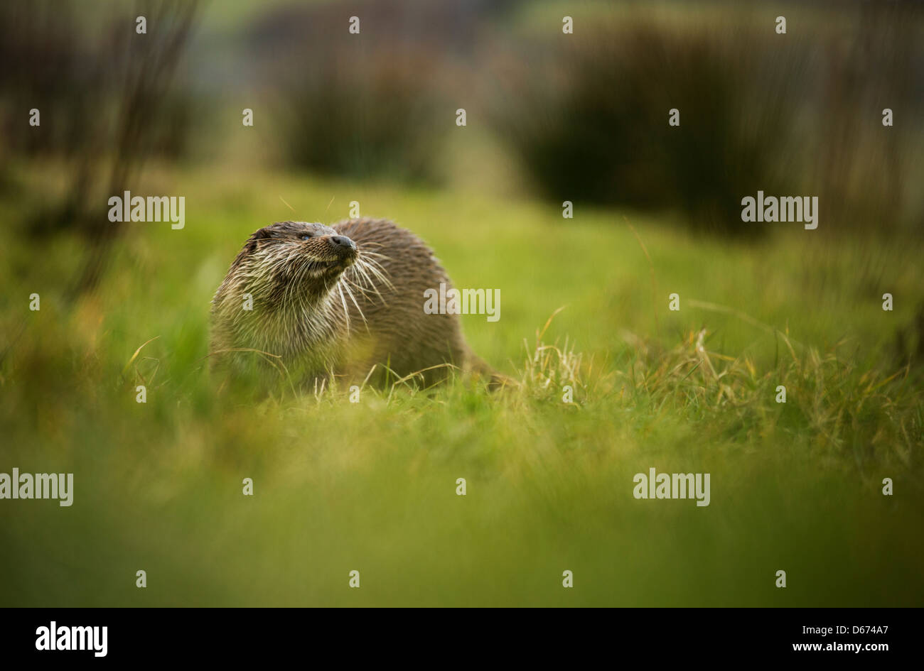 Una Lontra cercando avviso in qualche erba Foto Stock