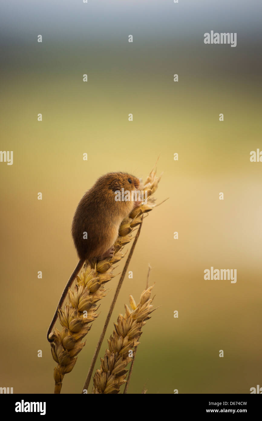 Un raccolto mouse seduto in cima ad una pianta di grano Foto Stock