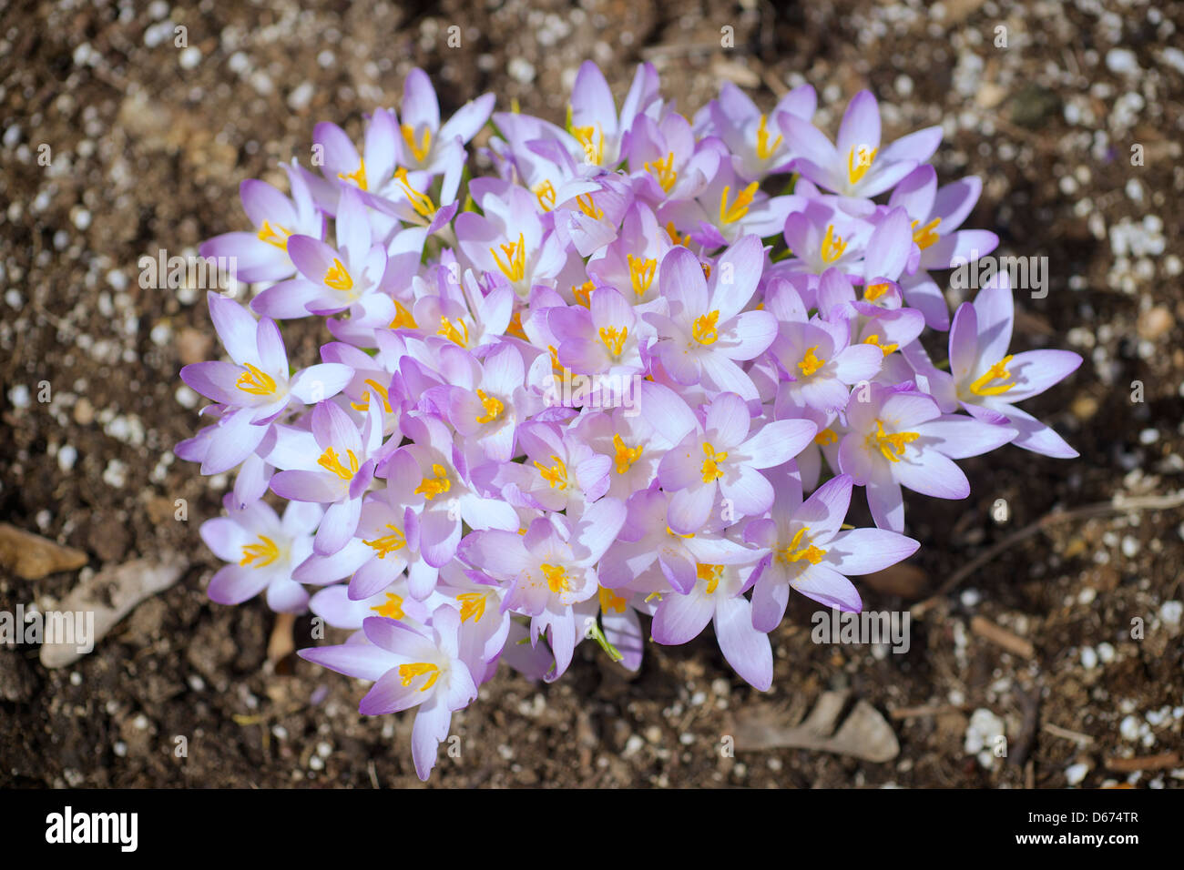 Crochi fiorisce in un giardino, un segno precoce della molla. Foto Stock