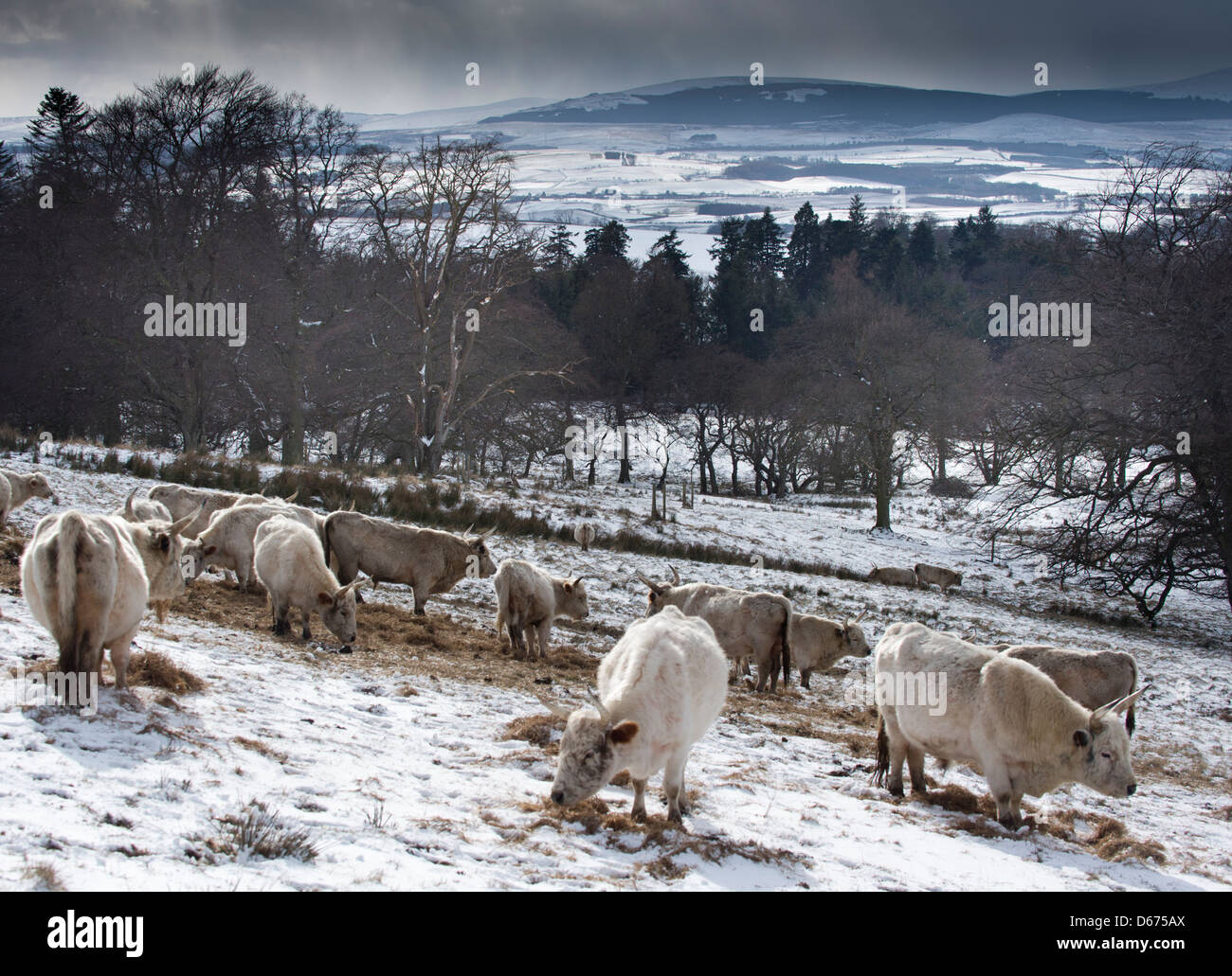Chillingham Wild Cattle herd nord Northumberland nel nord est dell' Inghilterra Regni Uniti rari animali selvatici. Foto Stock