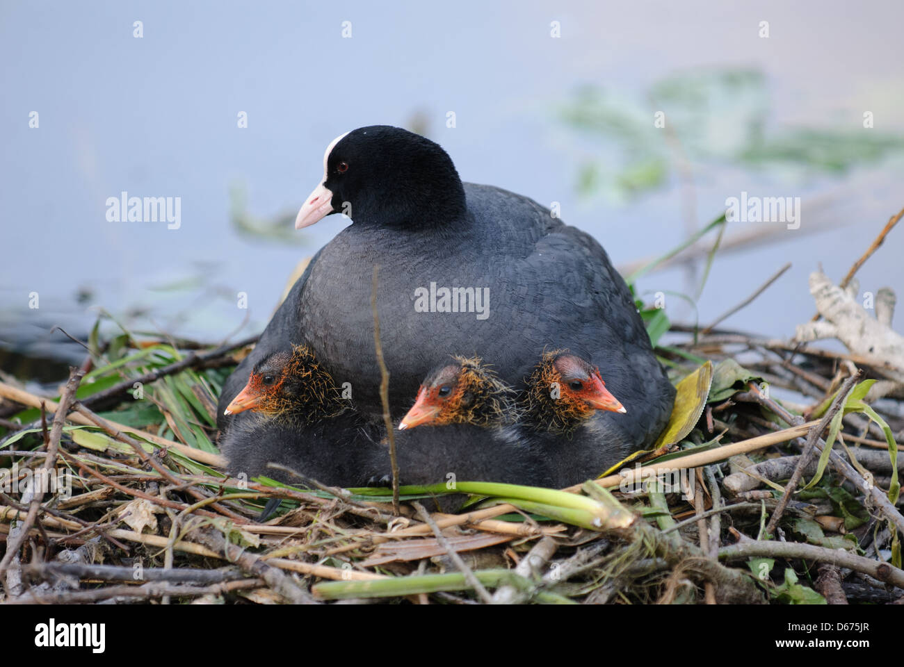 La folaga comune sul nido con i polli Foto Stock