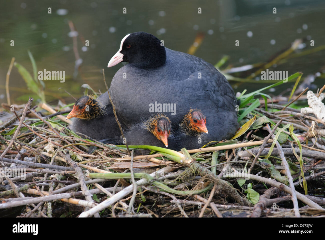 La folaga comune sul nido con i polli Foto Stock