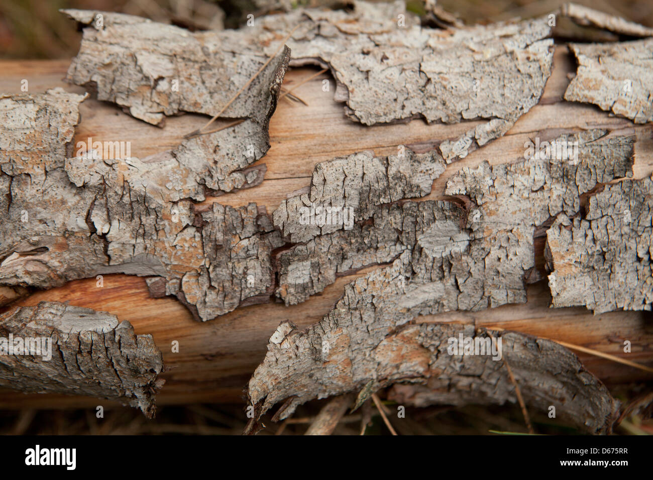 Corteccia Foto Stock