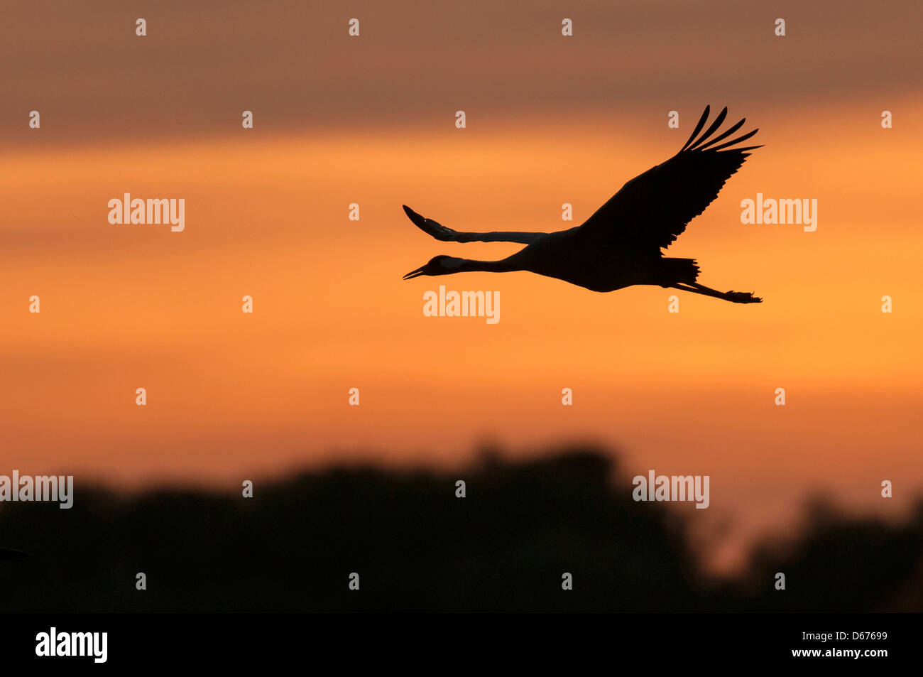 Gru a sky, grus grus, Germania Foto Stock