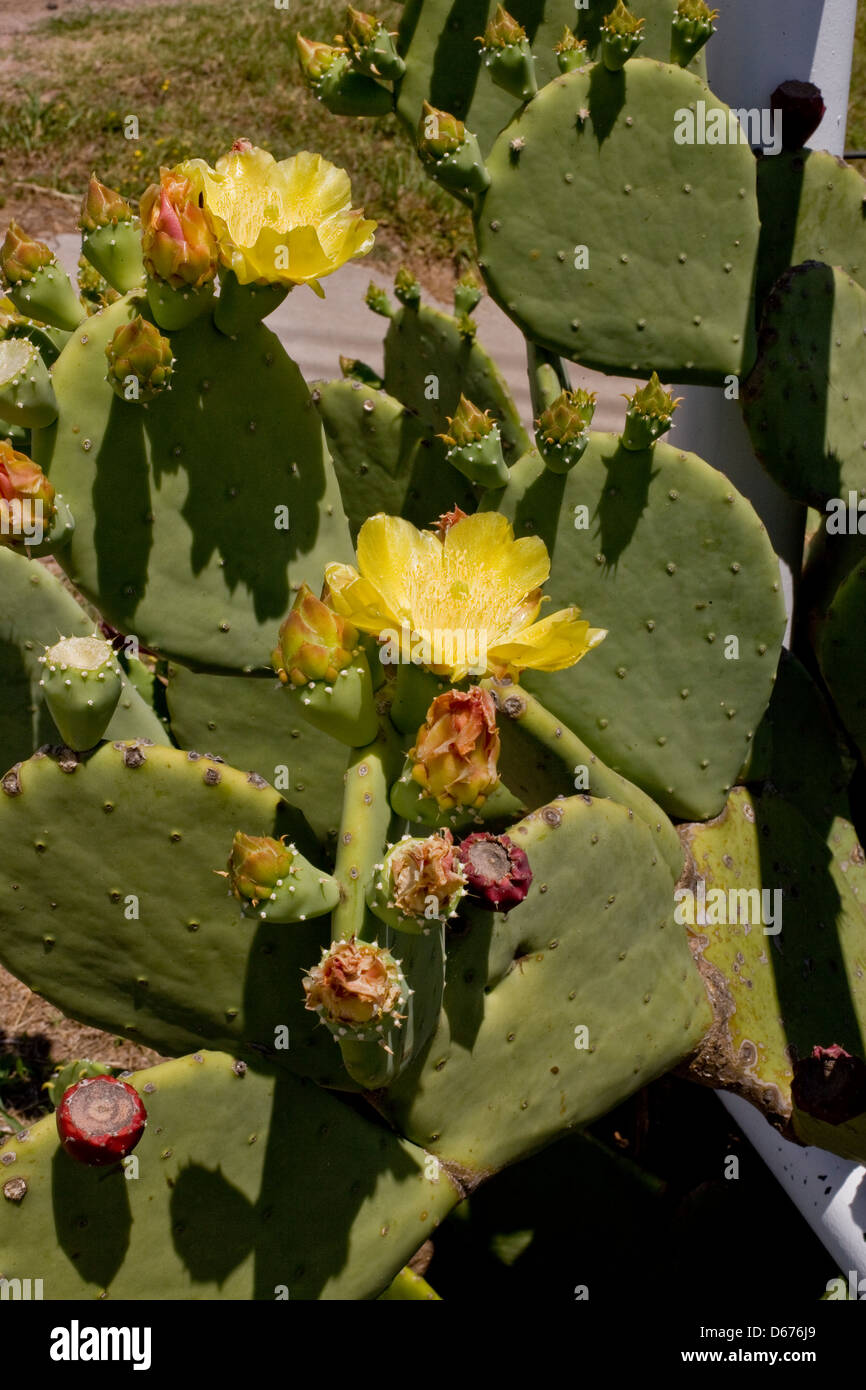 Cactus giallo fiore pianta stretta in posizione verticale Foto Stock