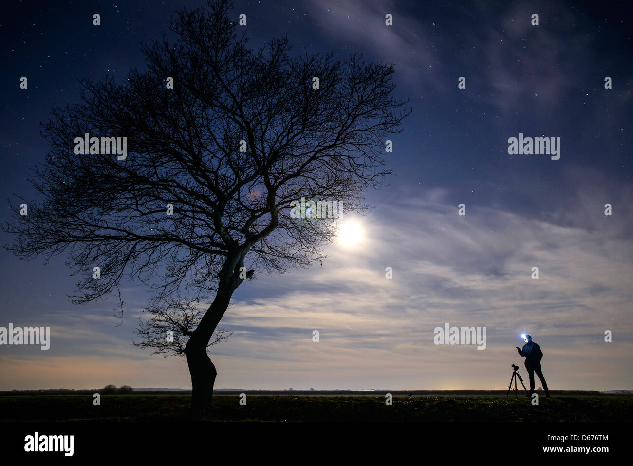 Cielo stellato con alberi, Bassa Sassonia, Germania Foto Stock