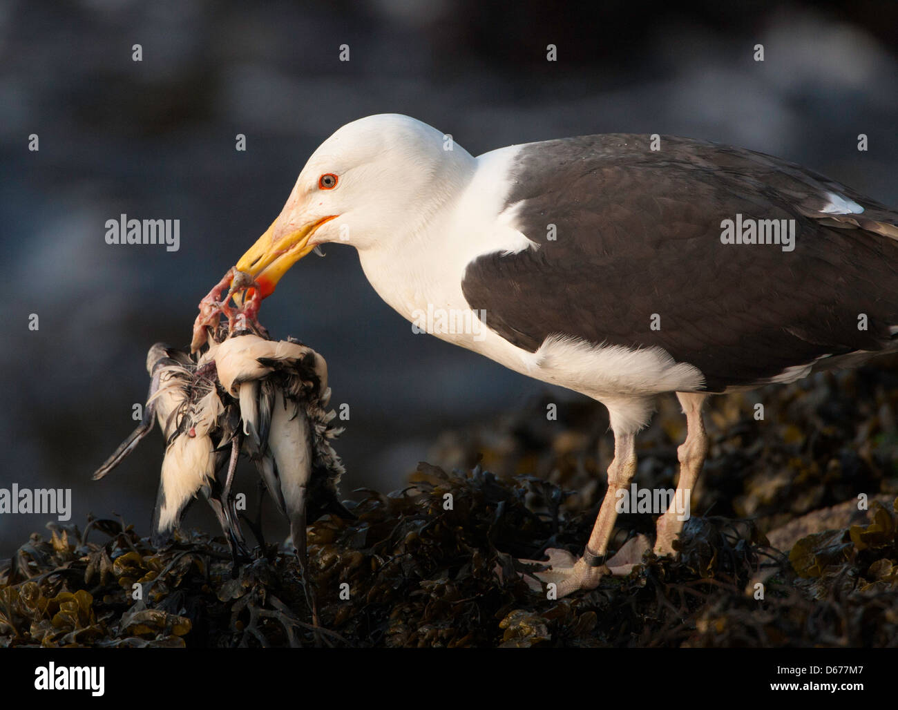 Larus marinus - grande black-backed gull assaporerete Manx Shearwater Foto Stock