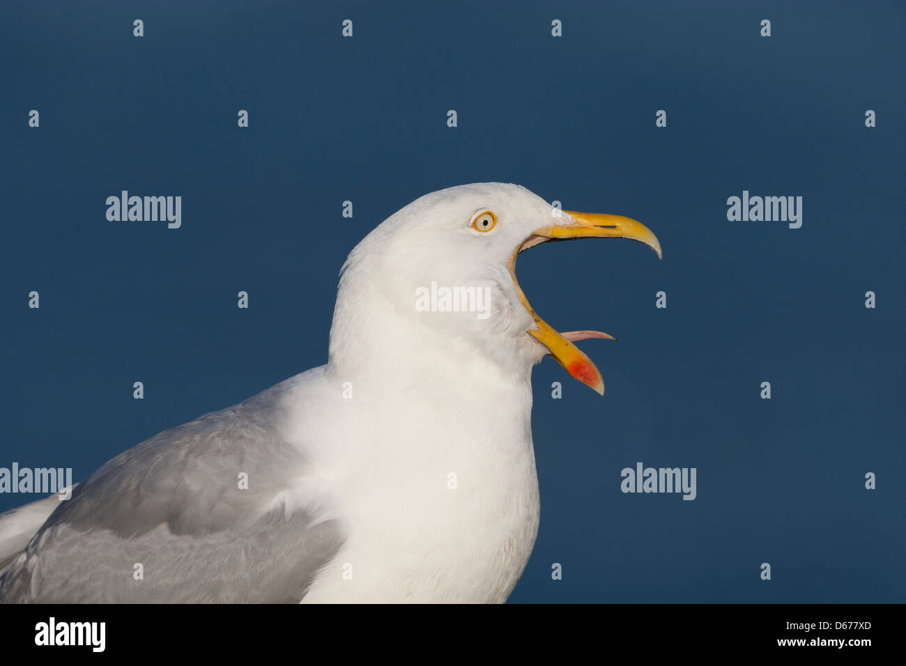 Larus argentatus - aringa gabbiano becco wide open, lingua che mostra Foto Stock