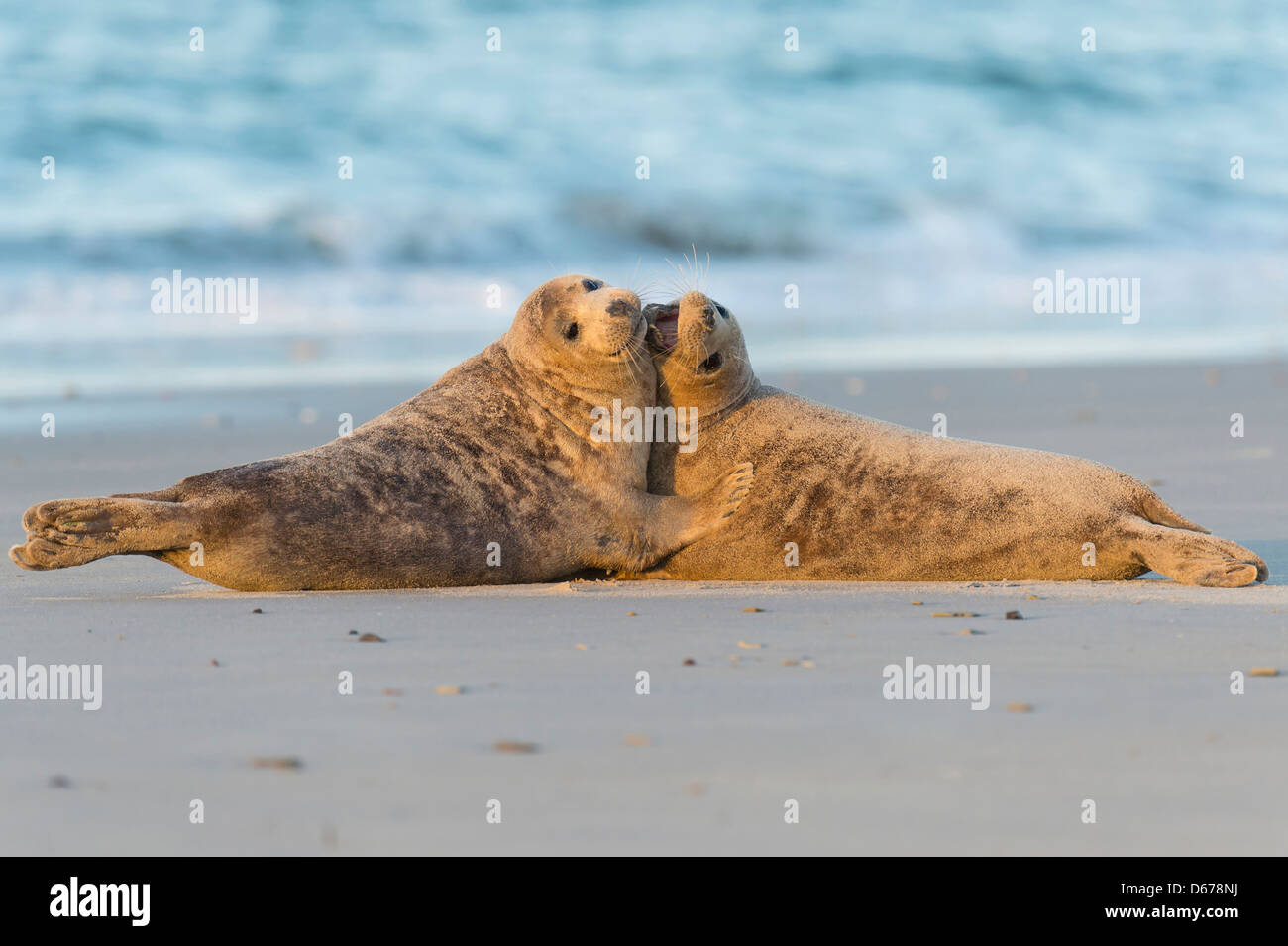 Guarnizione grigio, Halichoerus grypus, helgoland, mare del Nord Foto Stock