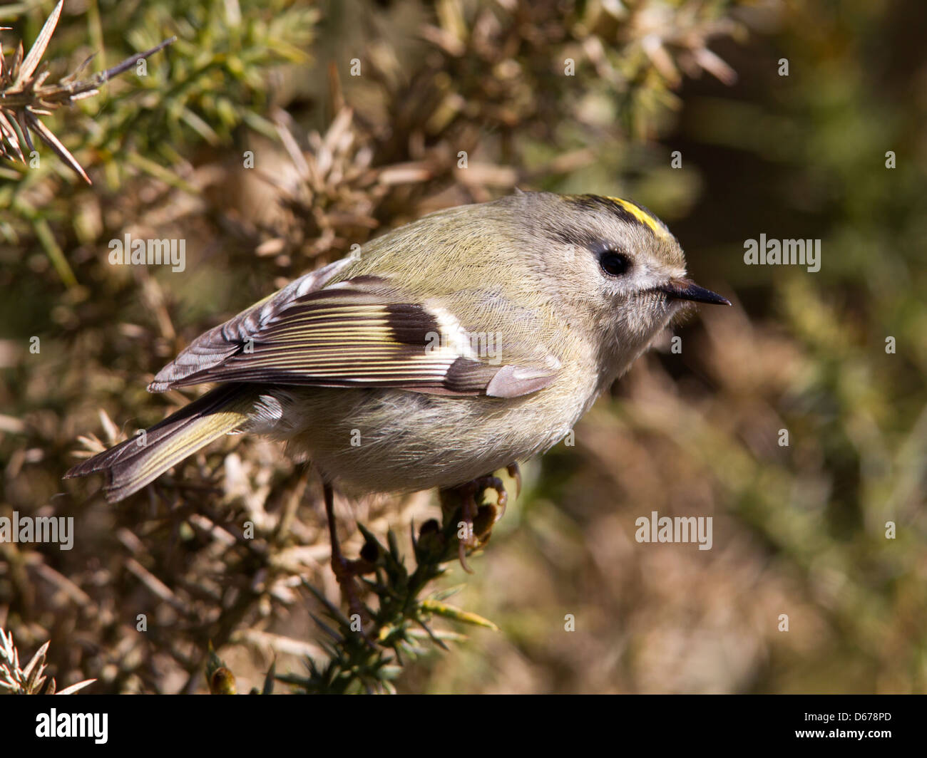 Goldcrest femmina in gorse bush Foto Stock