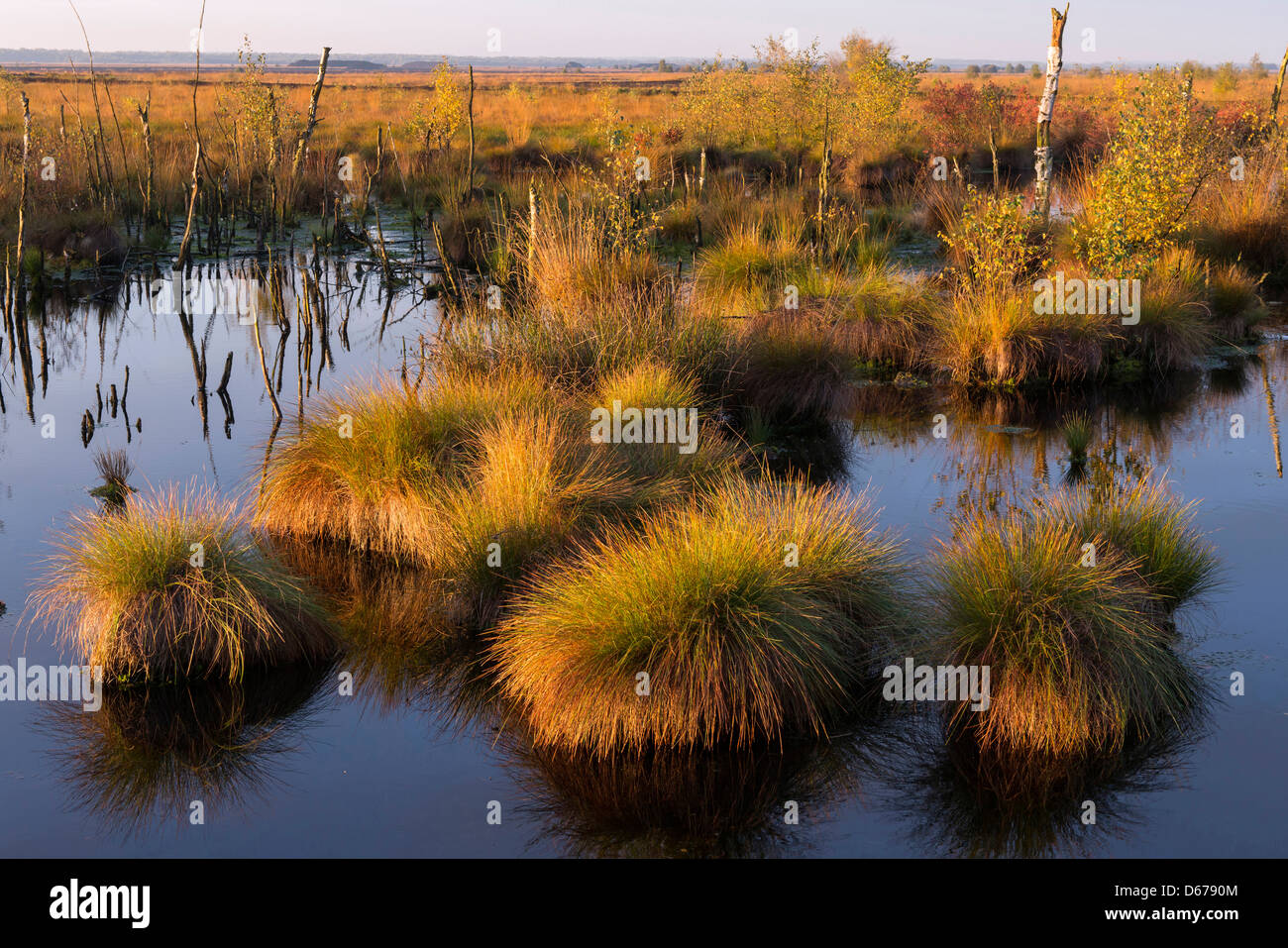 Goldenstedter moor, diepholzer moorniederung, Bassa Sassonia, Germania Foto Stock