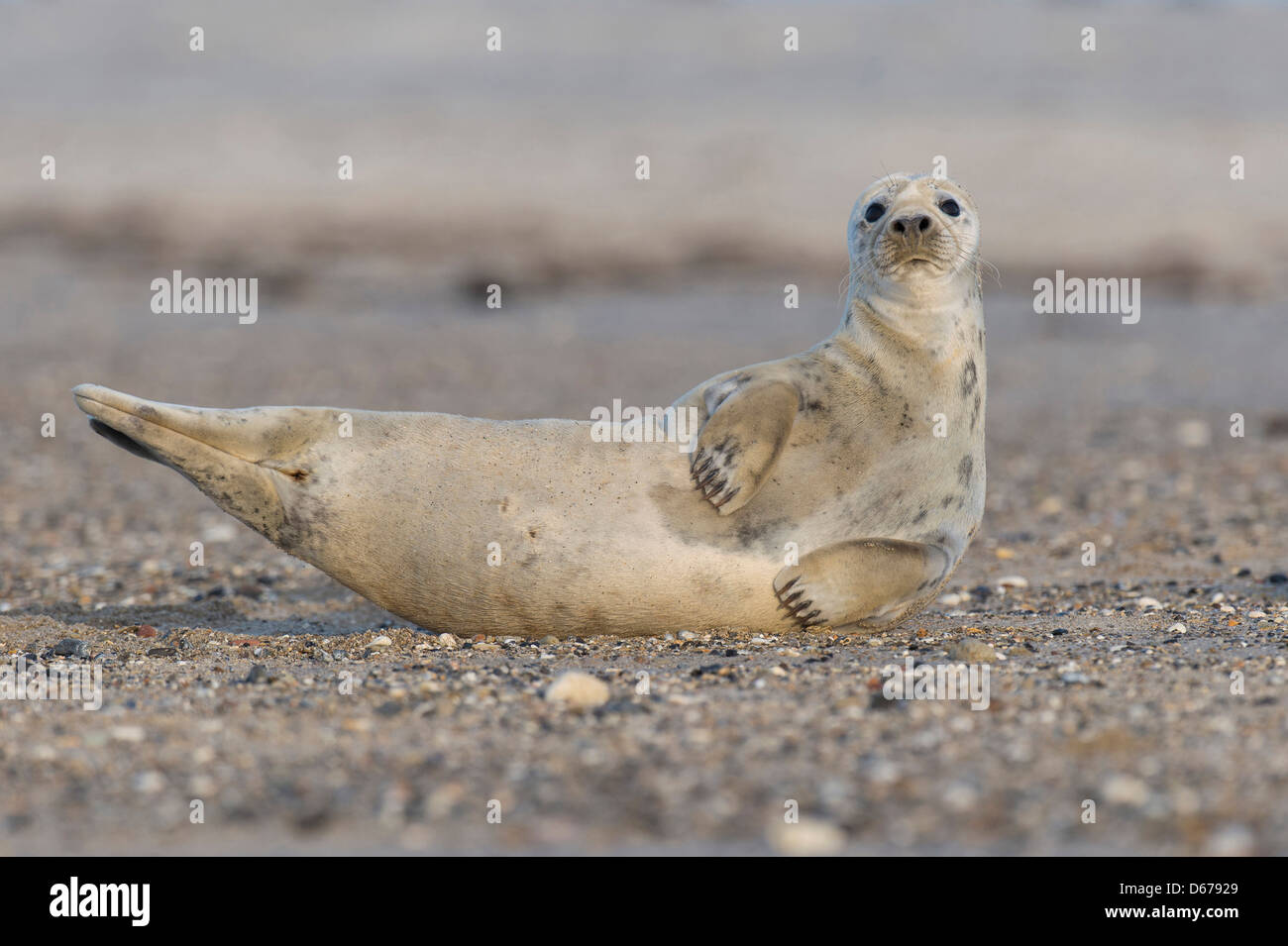 Guarnizione grigio, Halichoerus grypus, helgoland, mare del Nord Foto Stock