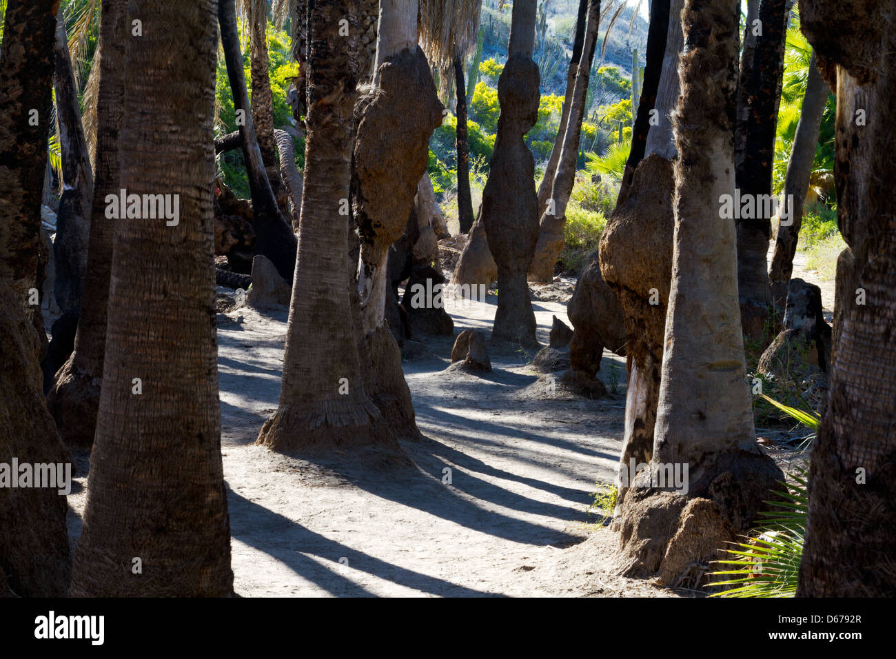 Un percorso che porta a una spiaggia vicino a Todos Santos, il Messico si snoda attraverso i tronchi di una foresta di palme. Foto Stock