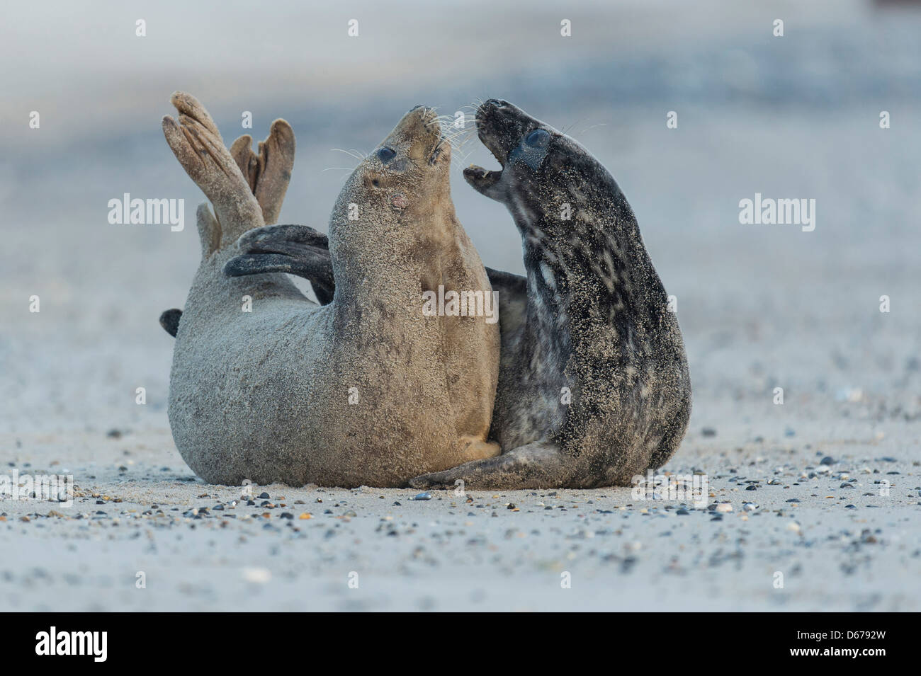 Guarnizione grigio, Halichoerus grypus, helgoland, mare del Nord Foto Stock