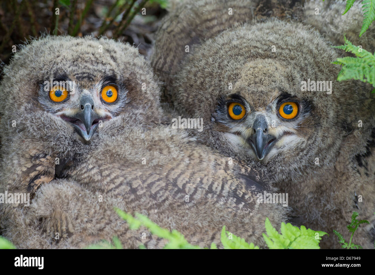 Gufo reale, il novellame, Bubo bubo Foto Stock