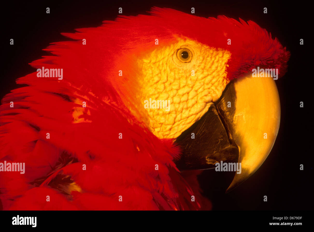 Sud Americana di fauna. Red macaw, Pantanal Matogrossense, Brasile. Animali, uccelli colorati. Foto Stock